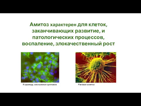 Амитоз характерен для клеток, заканчивающих развитие, и патологических процессов, воспаление,
