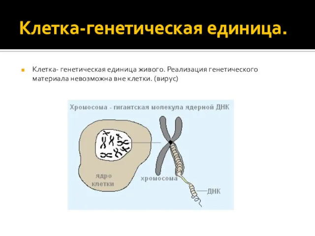 Клетка-генетическая единица. Клетка- генетическая единица живого. Реализация генетического материала невозможна вне клетки. (вирус)