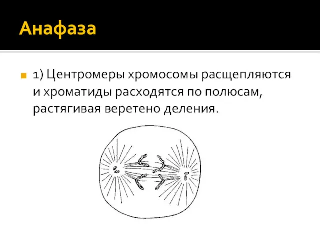 Анафаза 1) Центромеры хромосомы расщепляются и хроматиды расходятся по полюсам, растягивая веретено деления.