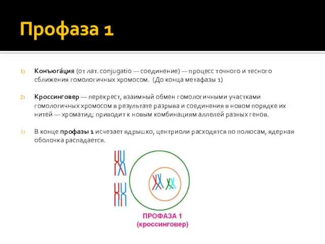 Профаза 1 Конъюга́ция (от лат. conjugatio — соединение) — процесс