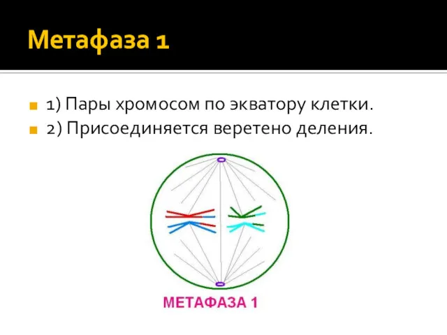 Метафаза 1 1) Пары хромосом по экватору клетки. 2) Присоединяется веретено деления.