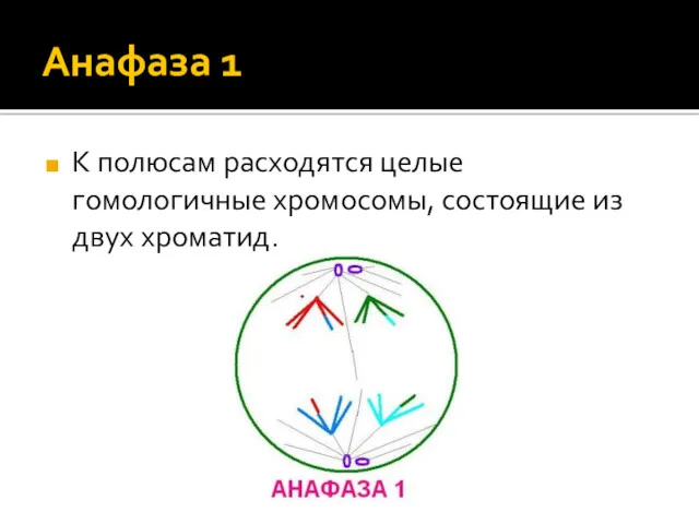 Анафаза 1 К полюсам расходятся целые гомологичные хромосомы, состоящие из двух хроматид.