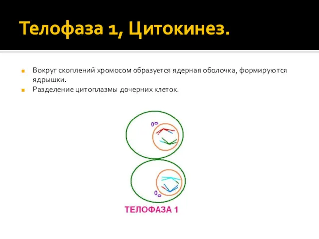 Телофаза 1, Цитокинез. Вокруг скоплений хромосом образуется ядерная оболочка, формируются ядрышки. Разделение цитоплазмы дочерних клеток.