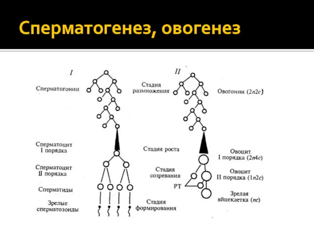 Сперматогенез, овогенез