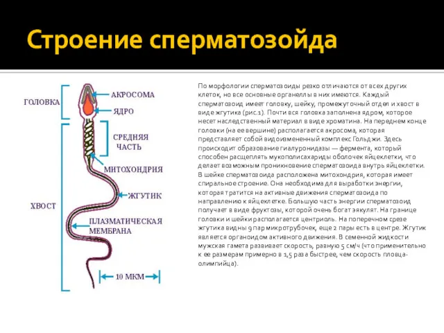 Строение сперматозойда По морфологии сперматозоиды резко отличаются от всех других