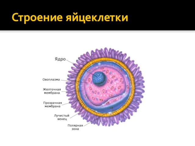 Строение яйцеклетки