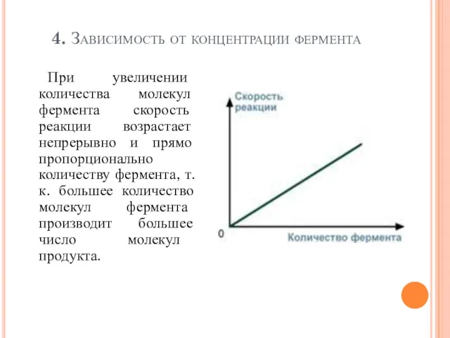 4. Зависимость от концентрации фермента При увеличении количества молекул фермента