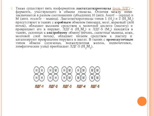 Также существует пять изоферментов лактатдегидрогеназы (роль ЛДГ) – фермента, участвующего