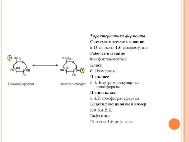 Характеристика фермента Систематическое название α-D-глюкозо-1,6-фосфомутаза Рабочее название Фосфоглюкомутаза Класс 5.