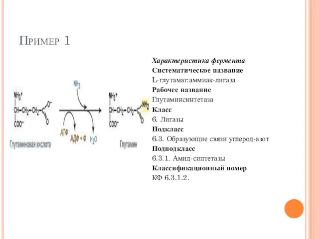 Пример 1 Характеристика фермента Систематическое название L-глутамат:аммиак-лигаза Рабочее название Глутаминсинтетаза