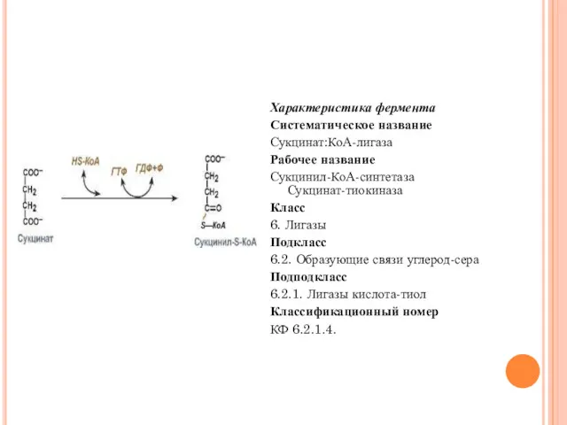 Характеристика фермента Систематическое название Сукцинат:КоА-лигаза Рабочее название Сукцинил-КоА-синтетаза Сукцинат-тиокиназа Класс
