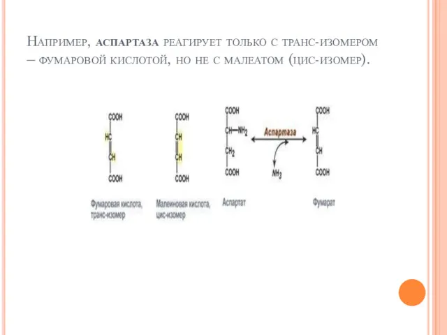 Например, аспартаза реагирует только с транс-изомером – фумаровой кислотой, но не с малеатом (цис-изомер).
