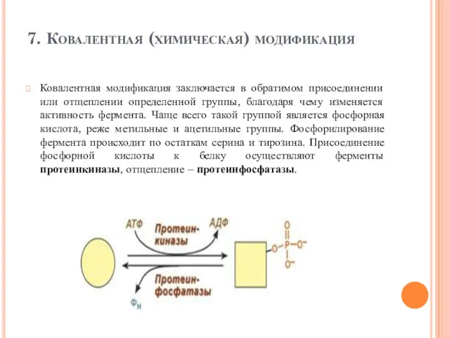 7. Ковалентная (химическая) модификация Ковалентная модификация заключается в обратимом присоединении
