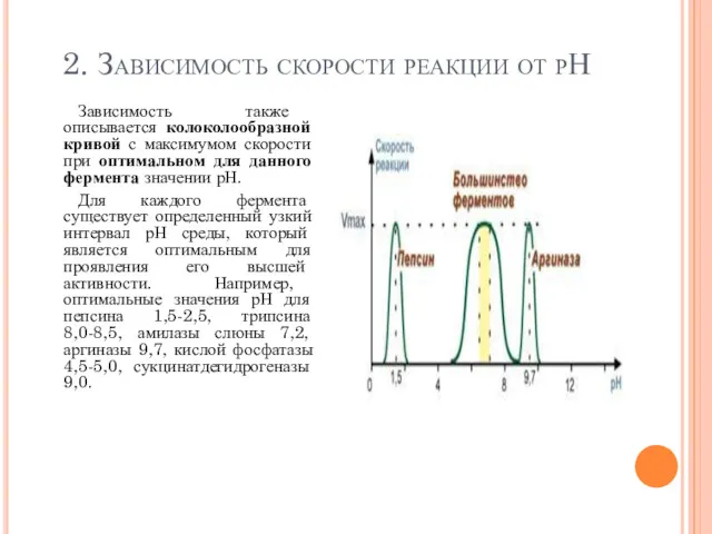 2. Зависимость скорости реакции от рН Зависимость также описывается колоколообразной