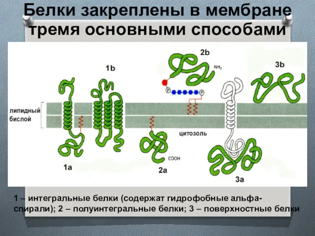 Белки закреплены в мембране тремя основными способами 1 – интегральные белки (содержат гидрофобные