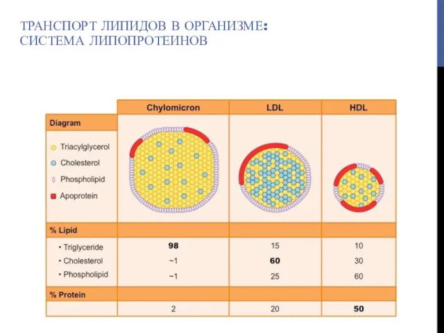 ТРАНСПОРТ ЛИПИДОВ В ОРГАНИЗМЕ: СИСТЕМА ЛИПОПРОТЕИНОВ