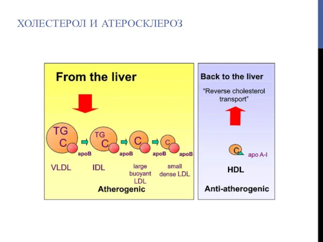 ХОЛЕСТЕРОЛ И АТЕРОСКЛЕРОЗ