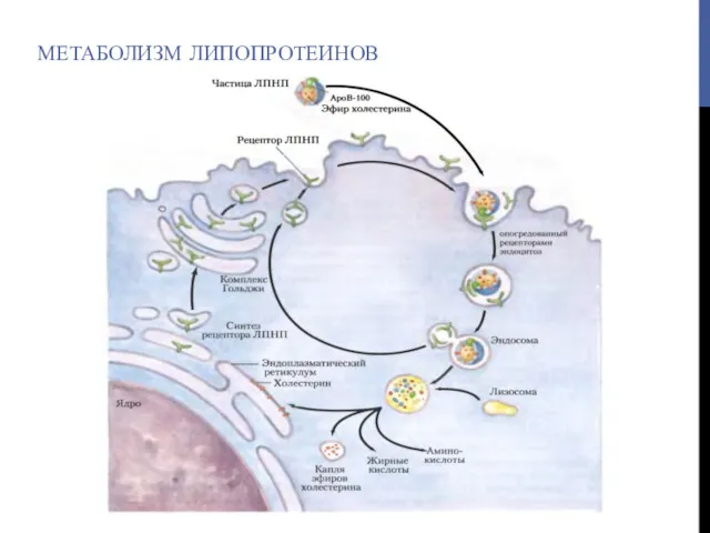 МЕТАБОЛИЗМ ЛИПОПРОТЕИНОВ