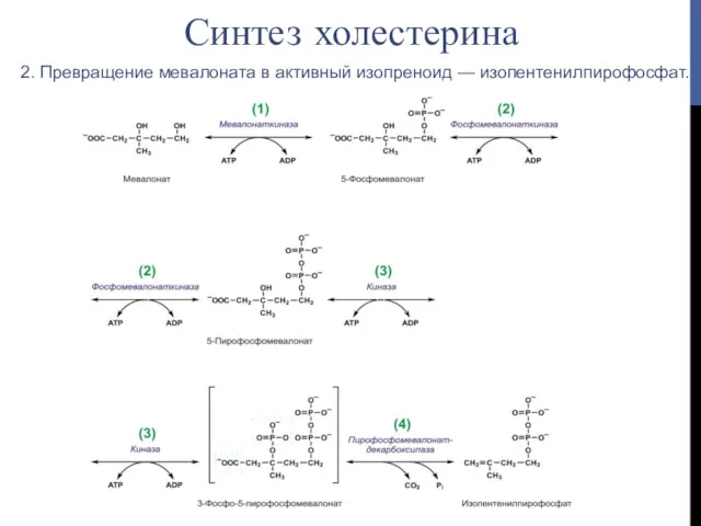 2. Превращение мевалоната в активный изопреноид — изопентенилпирофосфат. Синтез холестерина