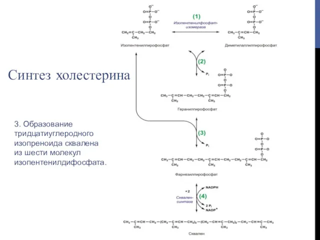 3. Образование тридцатиуглеродного изопреноида сквалена из шести молекул изопентенилдифосфата. Синтез холестерина