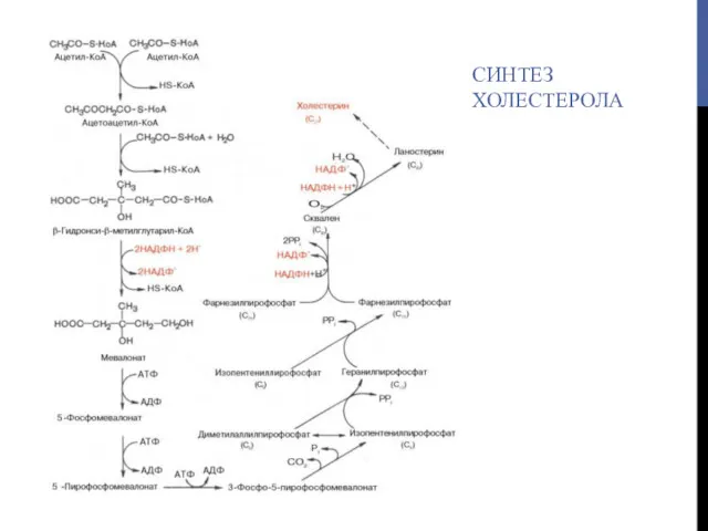 СИНТЕЗ ХОЛЕСТЕРОЛА