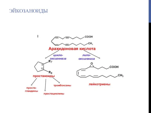 ЭЙКОЗАНОИДЫ