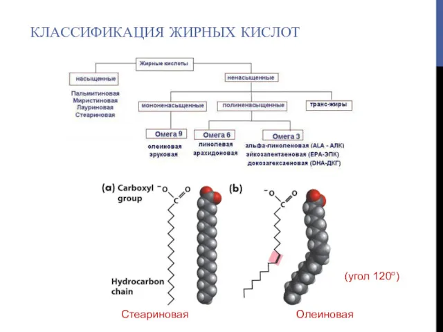 КЛАССИФИКАЦИЯ ЖИРНЫХ КИСЛОТ Стеариновая Олеиновая (угол 120о)