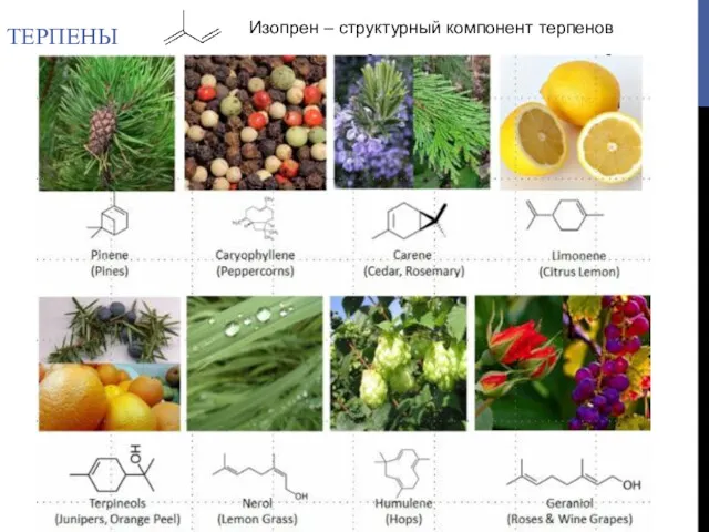 ТЕРПЕНЫ Изопрен – структурный компонент терпенов