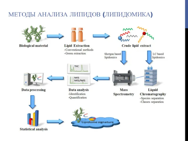 МЕТОДЫ АНАЛИЗА ЛИПИДОВ (ЛИПИДОМИКА)