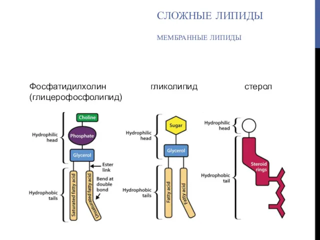 СЛОЖНЫЕ ЛИПИДЫ МЕМБРАННЫЕ ЛИПИДЫ Фосфатидилхолин гликолипид стерол (глицерофосфолипид)