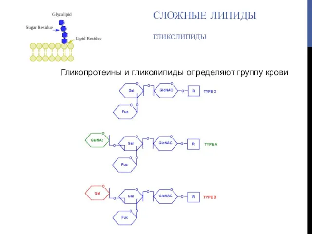 Гликопротеины и гликолипиды определяют группу крови СЛОЖНЫЕ ЛИПИДЫ ГЛИКОЛИПИДЫ