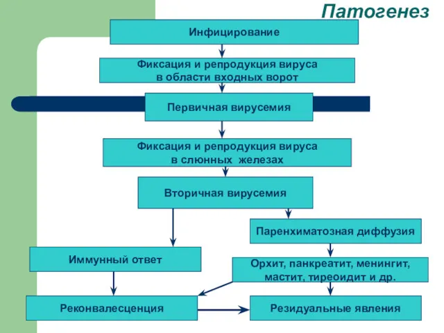 Инфицирование Вторичная вирусемия Первичная вирусемия Фиксация и репродукция вируса в