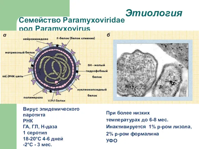 Семейство Paramyxoviridae род Paramyxovirus Вирус эпидемического паротита РНК ГА, ГЛ,