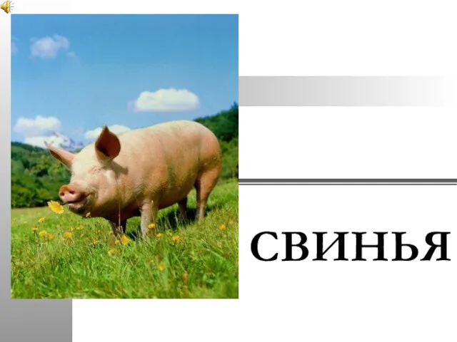 СВИНЬЯ