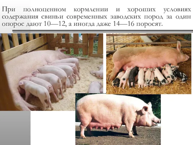 При полноценном кормлении и хороших условиях содержания свиньи современных заводских