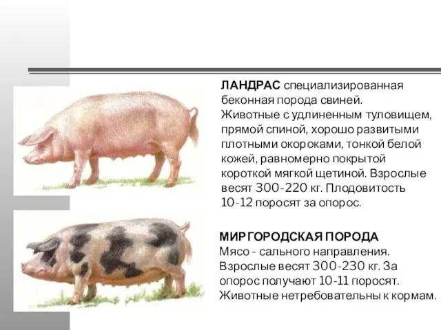 ЛАНДРАС специализированная беконная порода свиней. Животные с удлиненным туловищем, прямой