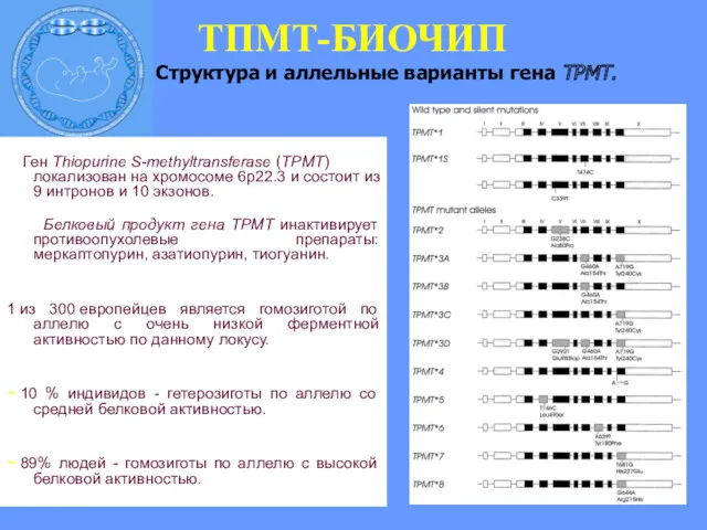 Ген Thiopurine S-methyltransferase (TPMT) локализован на хромосоме 6p22.3 и состоит