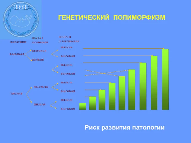 Риск развития патологии ГЕНЕТИЧЕСКИЙ ПОЛИМОРФИЗМ