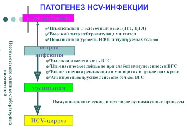 ПАТОГЕНЕЗ HCV-ИНФЕКЦИИ выздоровление острая инфекция хронизация HCV-цирроз Интенсивный Т-клеточный ответ