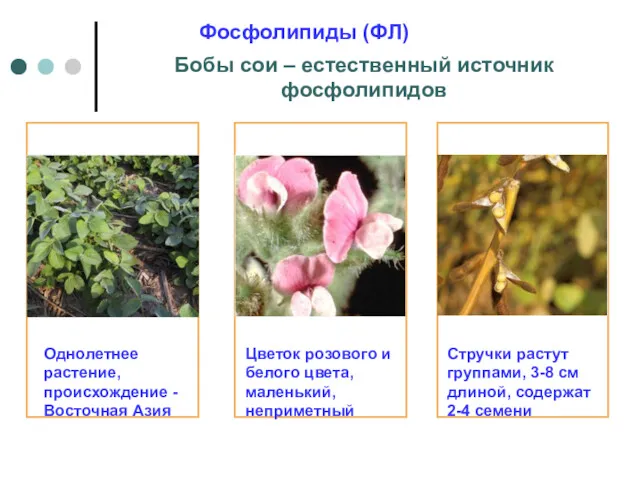 Бобы сои – естественный источник фосфолипидов Однолетнее растение, происхождение -Восточная