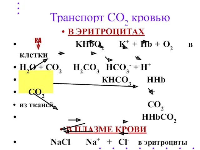 Транспорт СО2 кровью В ЭРИТРОЦИТАХ KHbO2 K+ + Hb + O2 в клетки