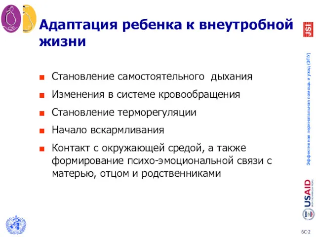 Становление самостоятельного дыхания Изменения в системе кровообращения Становление терморегуляции Начало