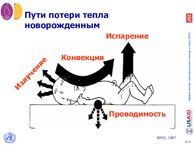 Излучение Конвекция Испарение Проводимость Пути потери тепла новорожденным WHO, 1997