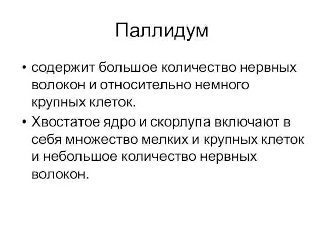 Паллидум содержит большое количество нервных волокон и относительно немного крупных