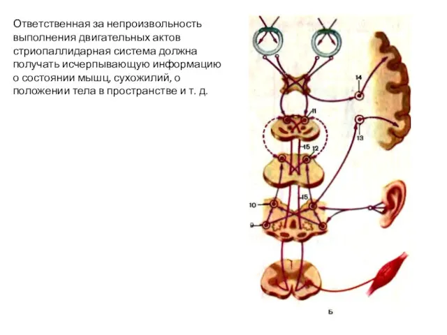 Ответственная за непроизвольность выполнения двигательных актов стриопаллидарная система должна получать