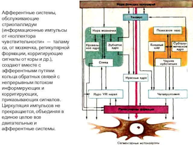 Афферентные системы, обслуживающие стриопаллидум (информационные импульсы от «коллектора чувствительности» —