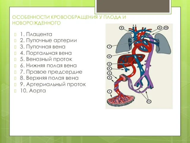 ОСОБЕННОСТИ КРОВООБРАЩЕНИЯ У ПЛОДА И НОВОРОЖДЕННОГО 1. Плацента 2. Пупочные