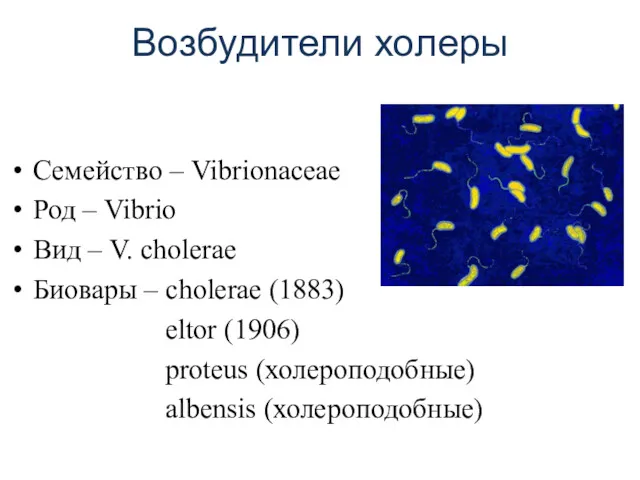 Возбудители холеры Семейство – Vibrionaceae Род – Vibrio Вид –