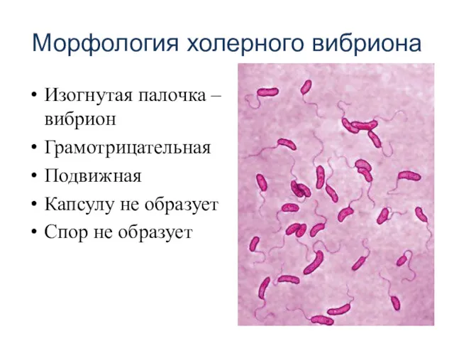 Морфология холерного вибриона Изогнутая палочка – вибрион Грамотрицательная Подвижная Капсулу не образует Спор не образует