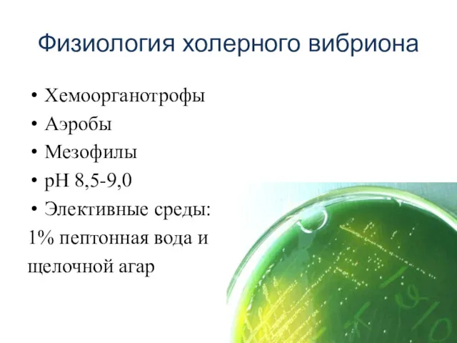 Физиология холерного вибриона Хемоорганотрофы Аэробы Мезофилы рН 8,5-9,0 Элективные среды: 1% пептонная вода и щелочной агар